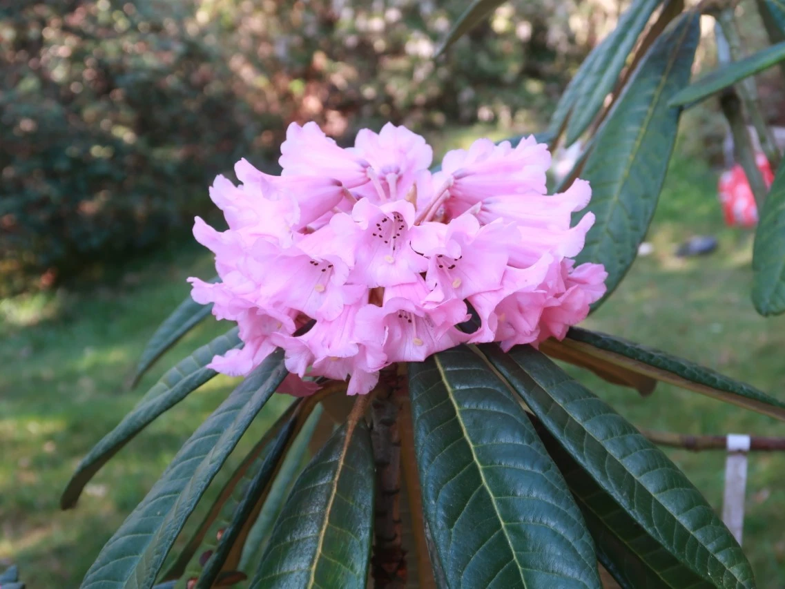 R. montroseanum